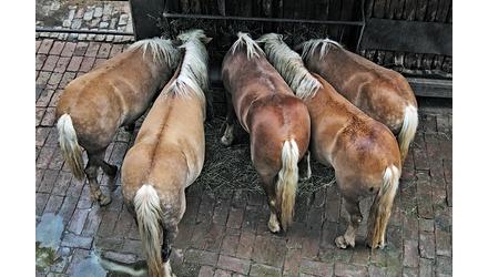 Takarmányozási tudnivalók Cushing-kóros lovak gazdái számára